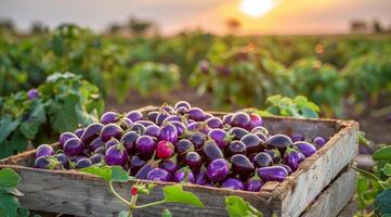 Freshly Harvested Eggplants in a Wooden Crate at Sunset photo