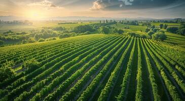 Aerial View of Rolling Green Vineyards During Sunset photo