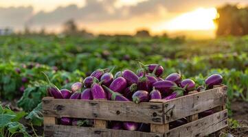 Freshly Harvested Eggplants in a Wooden Crate at Sunset photo