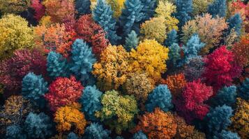 Aerial View of Colorful Fall Trees in a Green Forest photo