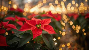 A Close-Up View of a Red Poinsettia Plant in a Greenhouse With Festive Lights photo
