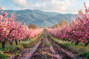 Pink Cherry Blossom Trees Line a Pathway in Spring photo