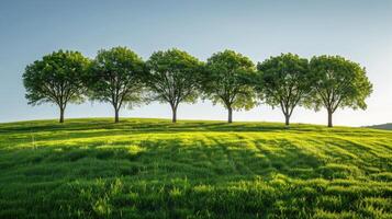 Five Trees Standing Tall On A Green Hilltop Under A Blue Sky photo