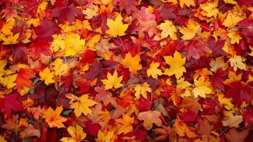 A vibrant carpet of fallen leaves in shades of red, orange, and yellow photo