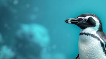 A close-up shot of a penguins head against a vibrant teal background photo