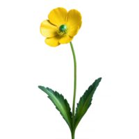 Yellow buttercup glossy petals with slightly wavy edges dark green center Ranunculus acris png