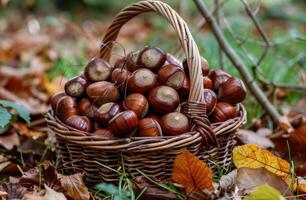 Wicker Basket Filled With Chestnuts in Autumn Forest photo