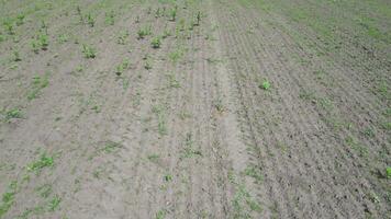 Aerial view of a field being inspected by an agricultural copter in the spring video