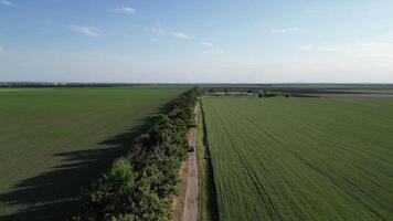 A drone shot of a dirt road running through a vast field of green crops video