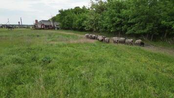 A flock of sheep walks across a large, grassy field. Buildings are visible in the background video