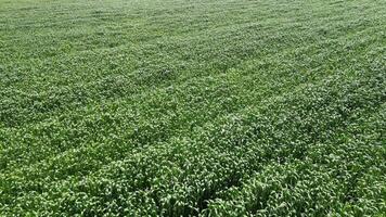 Corn summer field. A drone captures a wide shot of a lush green field in a rural area video