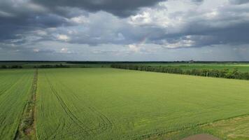 A wide shot from a drone capturing a vast, green field on a cloudy day. A faint rainbow can be seen in the sky video