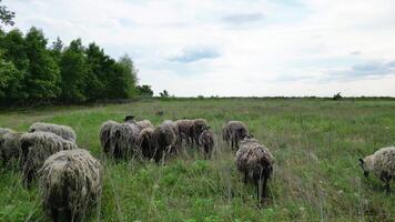 A flock of sheep graze peacefully in a field, enjoying the green grass. A forest line borders the field, and the sky is a mix of cloudy and blue video
