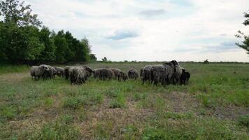 A flock of sheep grazes in a grassy field on a cloudy day. The sheep are all black and white video