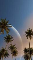 Vertical palm trees against the sky and a huge moon. Seamless loop. 3d animation. video