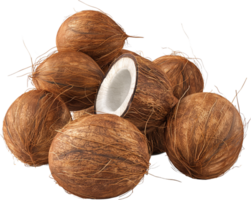 A fresh group of coconuts isolated on a transparent background png