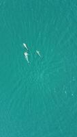Vertical aerial view of the dolphins slowly swimming in crystal clear turquoise waters. Group of endemic marine mammals migrating along coastline as seen from above. video