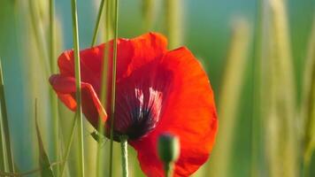 One red poppy extremely close up of petal flower. Poppies in the meadow wild poppy field, swinging by the wind. Close-up of blossoming poppies. Macro. Selective focus. Never-ending beauty of nature. video