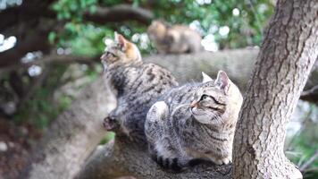 Gray striped cat resting on the tree, basking in the sun, waking up, and yawning. Pet relaxation. video