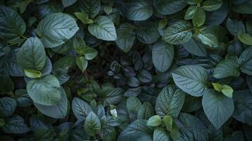 A close up of green leaves with a dark background photo