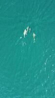 Vertical aerial view of the dolphins slowly swimming in crystal clear turquoise waters. Group of endemic marine mammals migrating along coastline as seen from above. video