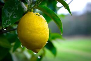 A lemon is growing on tree with raindrops on it photo