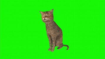 Cat on a green background. Seamless looping 4k time-lapse animation background video