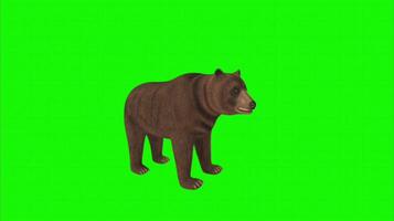 Bear on a green background. Seamless looping 4k time-lapse animation background video