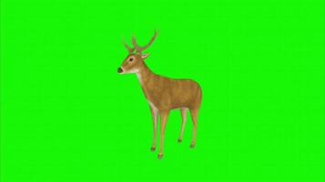 Deer on a green background. Seamless looping 4k time-lapse animation background video