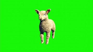 Goat on a green background. Seamless looping 4k time-lapse animation background video