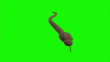 Snake on a green background. Seamless looping 4k time-lapse animation background video