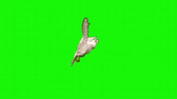 Doves on a green background. Seamless looping 4k time-lapse animation background video