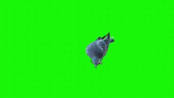 Doves on a green background. Seamless looping 4k time-lapse animation background video