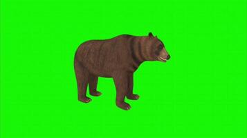 Bear on a green background. Seamless looping 4k time-lapse animation background video