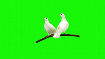 Doves on a green background. Seamless looping 4k time-lapse animation background video