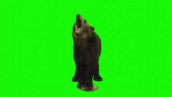 oso en un verde antecedentes. sin costura bucle 4k lapso de tiempo animación antecedentes video