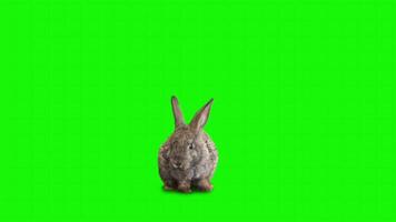 Rabbit on a green background. Seamless looping 4k time-lapse animation background video