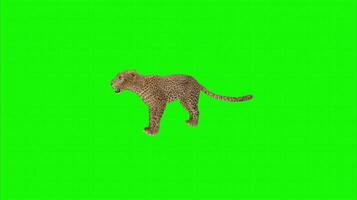 Leopard on a green background. Seamless looping 4k time-lapse animation background video