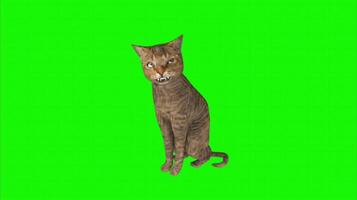 Cat on a green background. Seamless looping 4k time-lapse animation background video