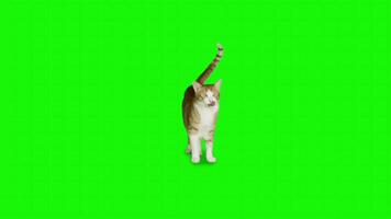 Cat on a green background. Seamless looping 4k time-lapse animation background video