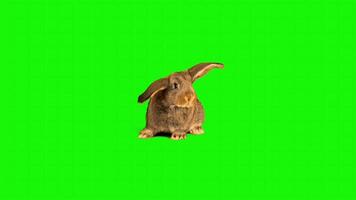 Rabbit on a green background. Seamless looping 4k time-lapse animation background video