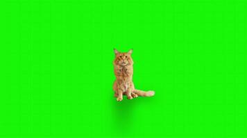 Cat on a green background. Seamless looping 4k time-lapse animation background video