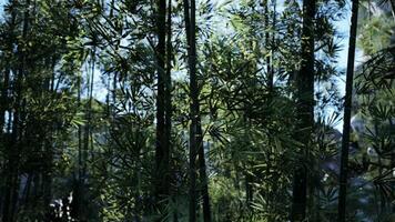 A forest filled with lots of tall green trees video