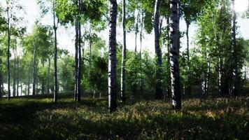 Grove of Birch Trees in Woods video