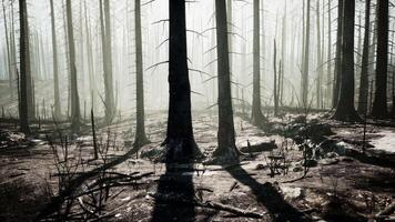 A forest filled with lots of tall trees video