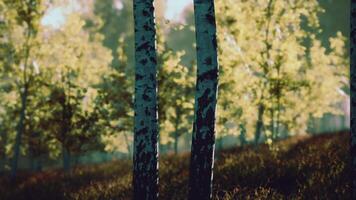 Group of Birch Trees Standing in Grass video