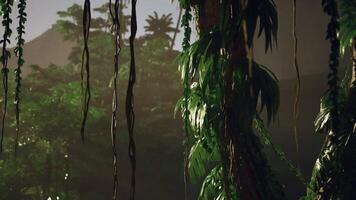 Dense Green Forest Filled With Trees video