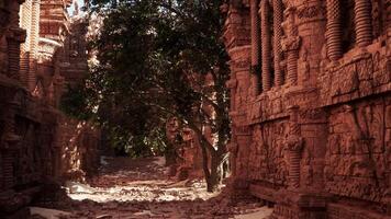 A narrow alley with a tree in the middle of it video