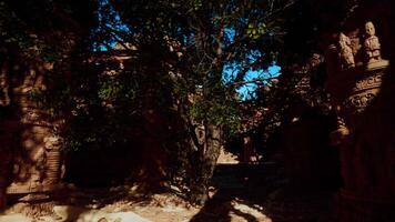 The shadow of a tree on the ground video