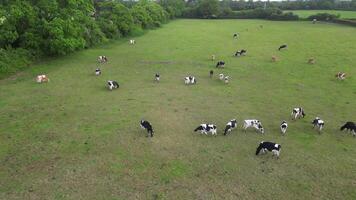 Aerial View of Cows are Eating Grass in a Farm Land of Langstone Town on the Edge of Beach. England United Kingdom. May, 15th, 2024 video